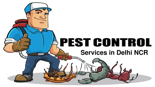 Hire Pest Control Services to get rid of Pests & Termites