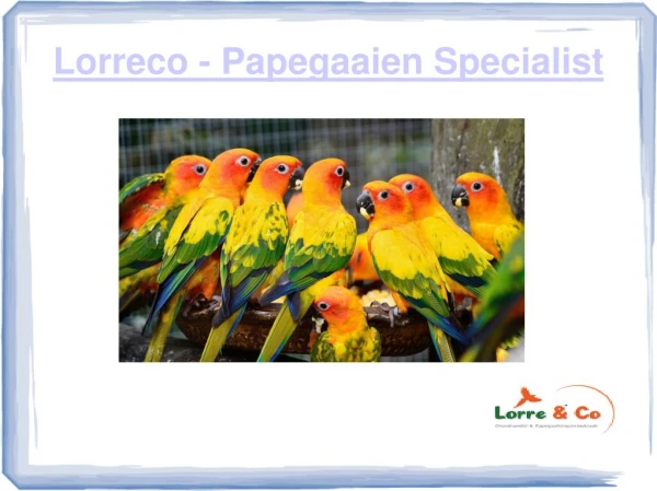 Lorreco - Papegaaien Specialist