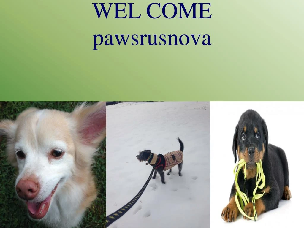 wel come pawsrusnova