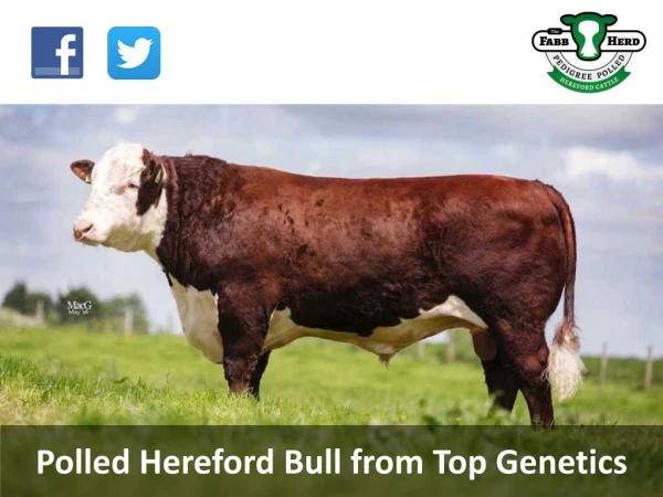 Polled Hereford Bull from Top Genetics