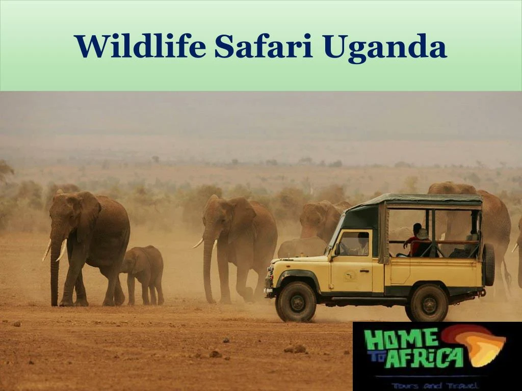wildlife safari uganda