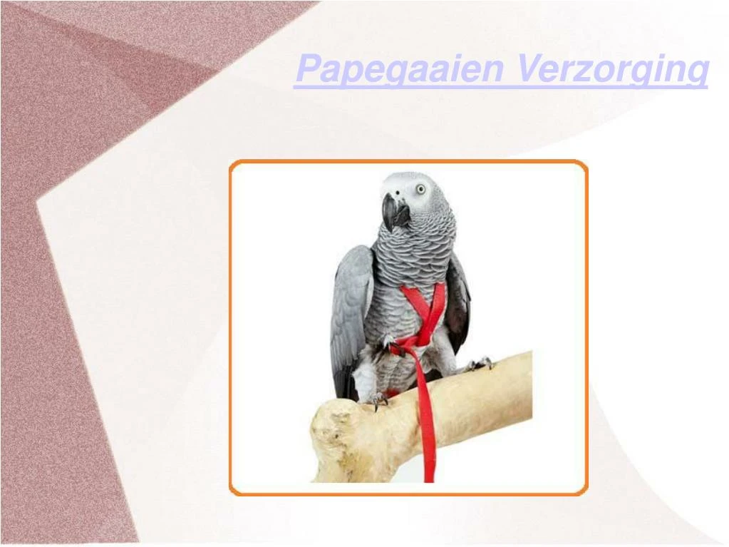 papegaaien verzorging
