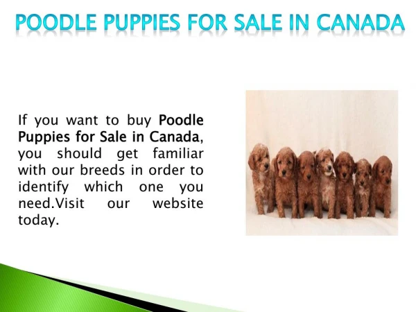 Toy Poodle Breeders