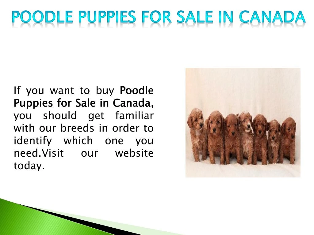 poodle puppies for sale in canada