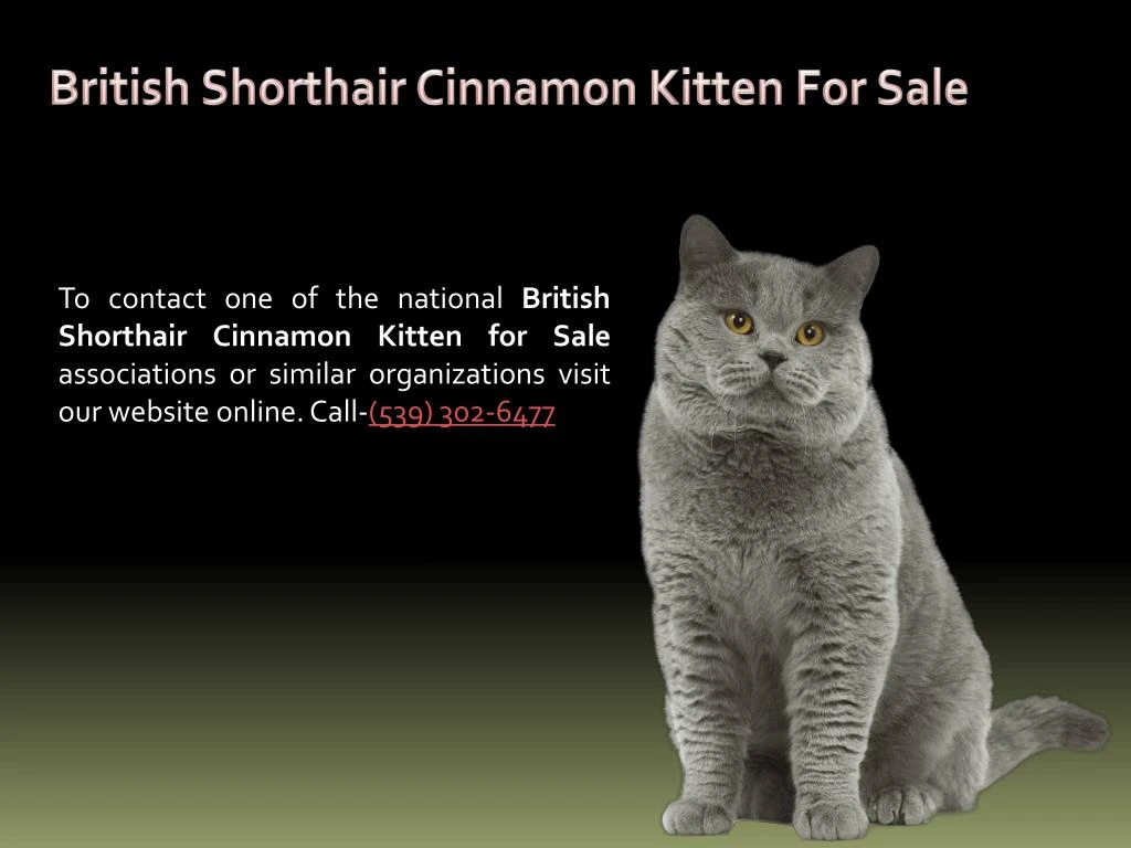 british shorthair cinnamon kitten for sale