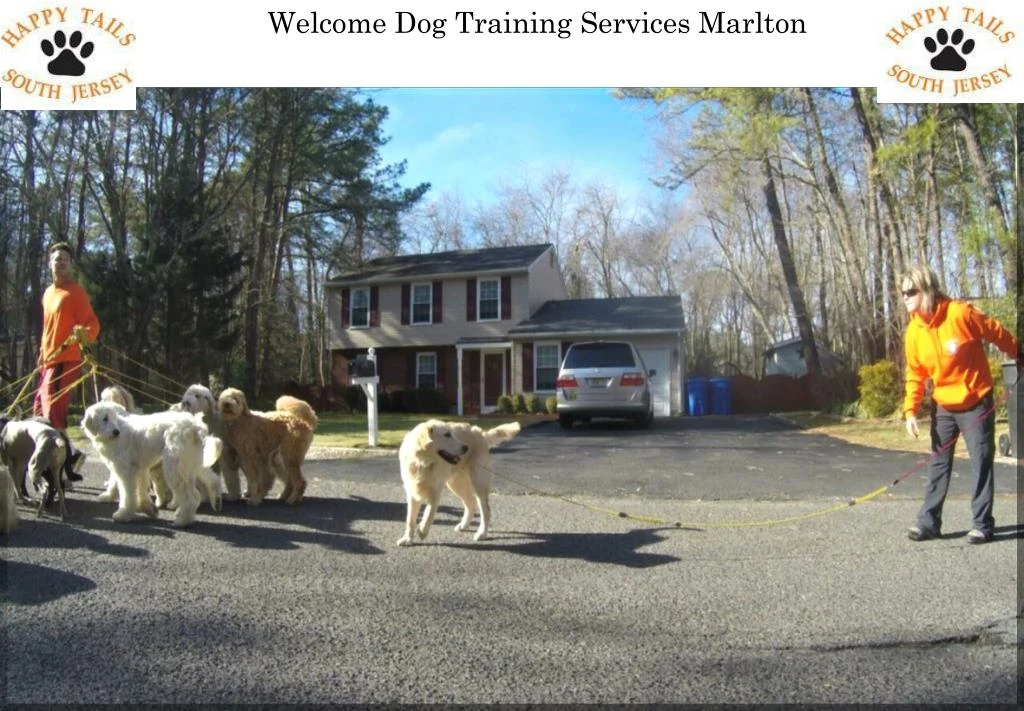 welcome dog training services marlton