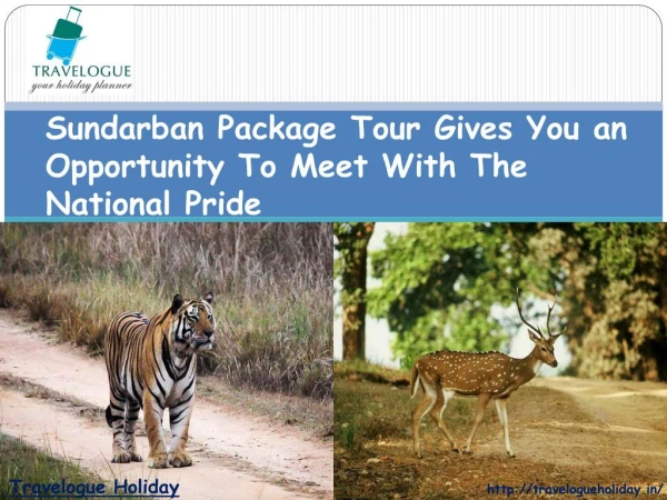 Sundarban Package Tour Gives You an Opportunity To Meet With The National Pride