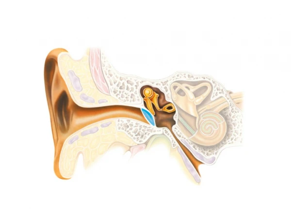 Deaf And Hard Of Hearing, Sensorineural Hearing Loss Symptoms, Difficulty Hearing, Hearing