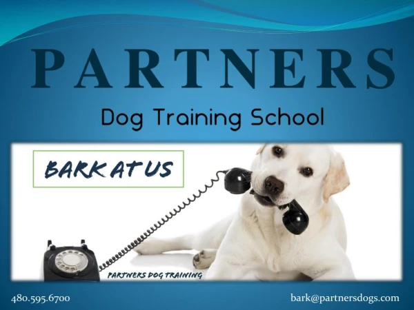 Group Dog Training School