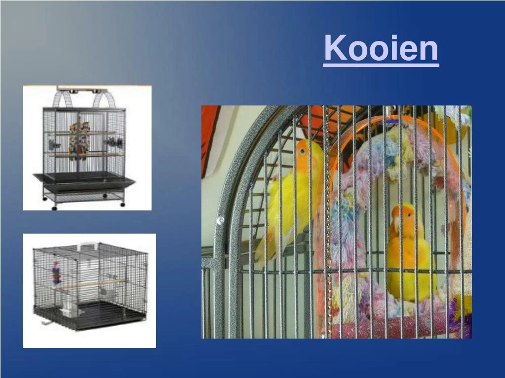 kooien