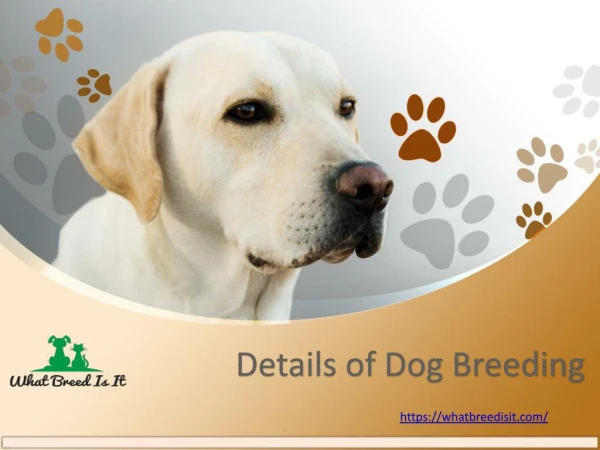 Details of Dog Breeding