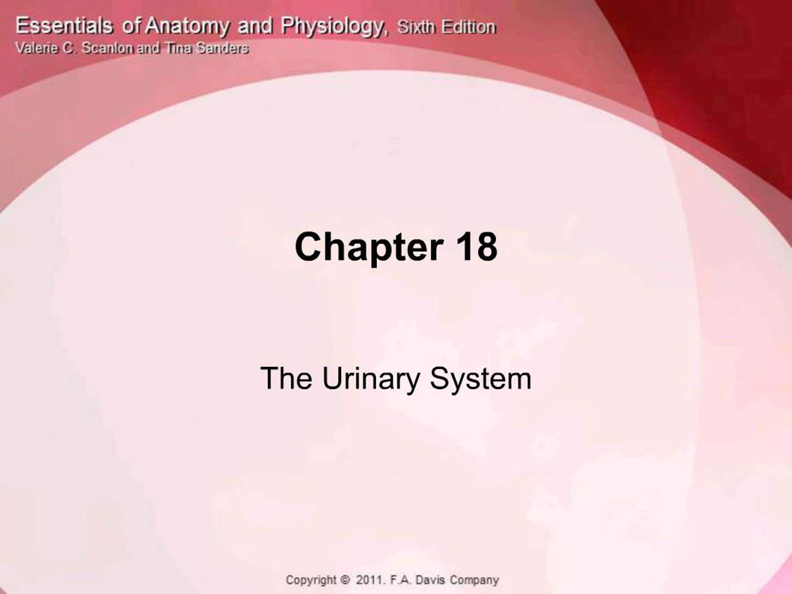 PPT - The Urinary System PowerPoint Presentation, free download - ID:776260