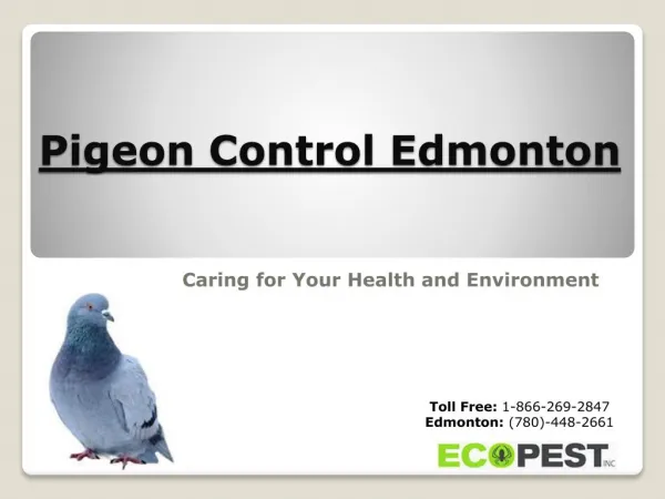 Pigeon Control Edmonton | Stay Protected with Professionals