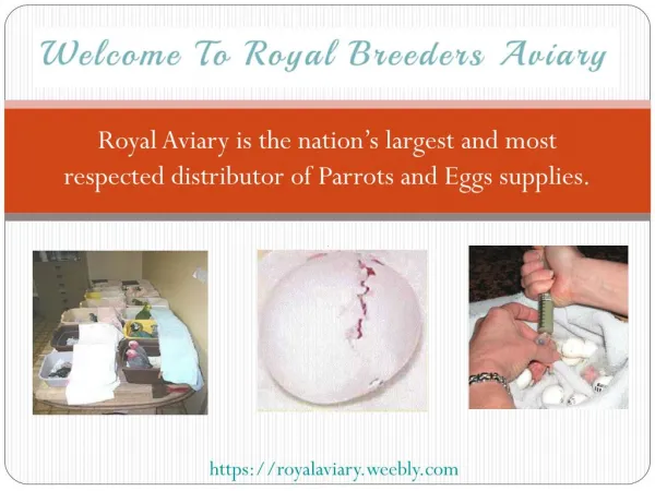 Welcome To Royal Breeders Aviary -The best Pet Birds & Parrots Breeders Aviary