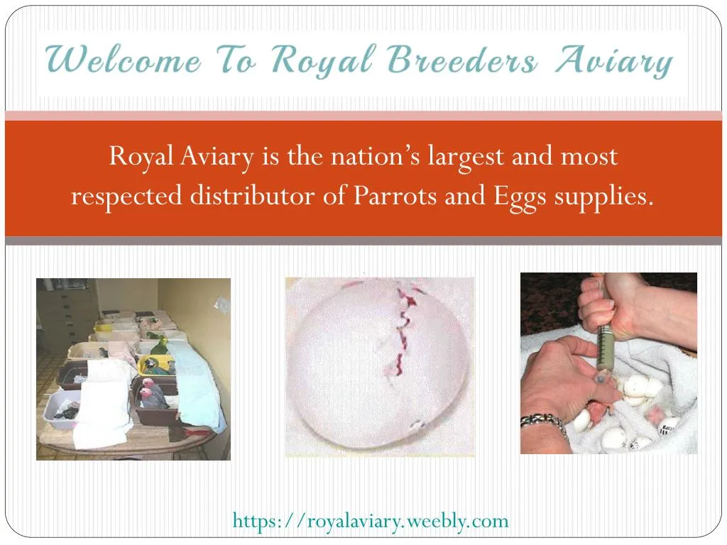 royal aviary is the nation s largest and most respected distributor of parrots and eggs supplies