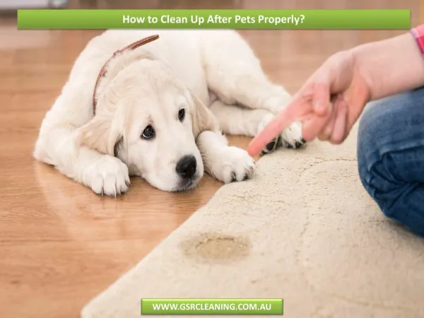How to Clean Up After Pets Properly?