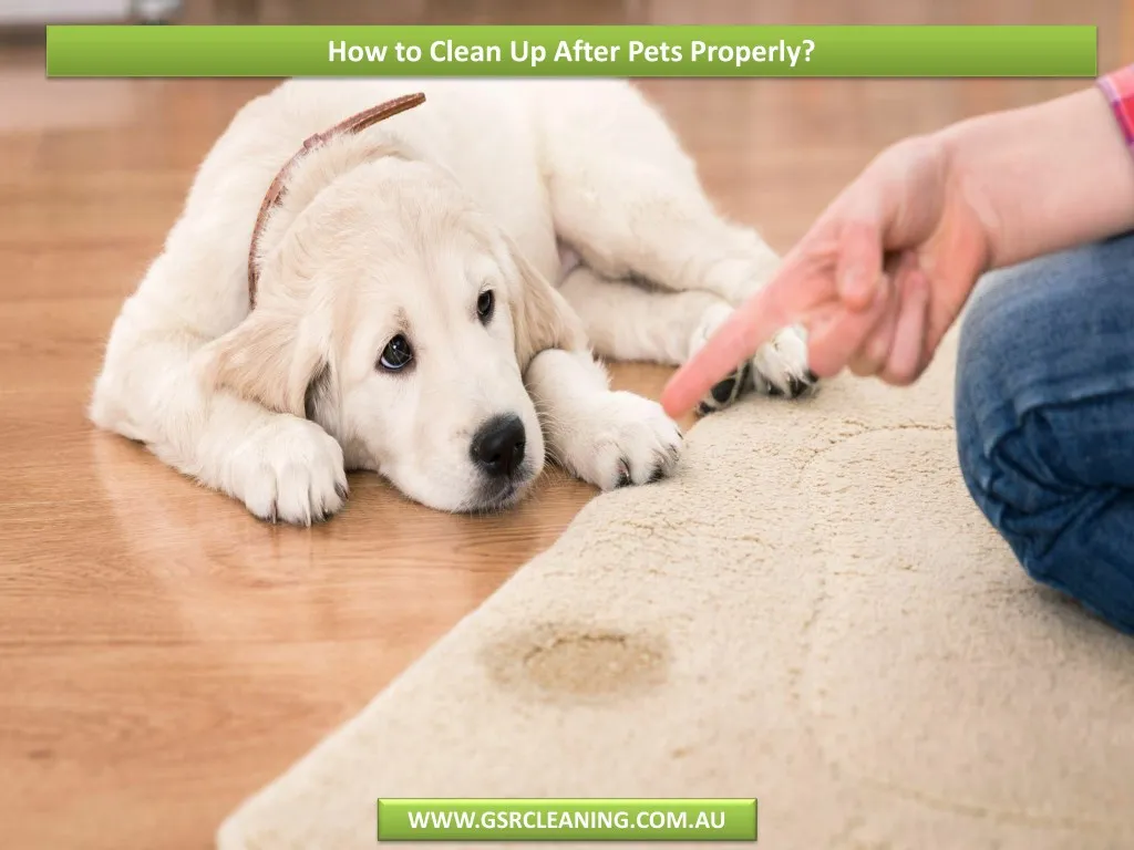 how to clean up after pets properly