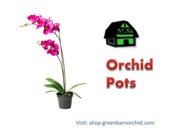 Shop Online Orchid Pots in Florida at Affordable Prices