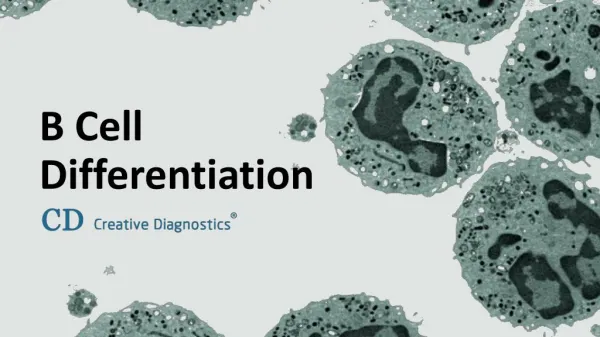 B Cell Differentiation