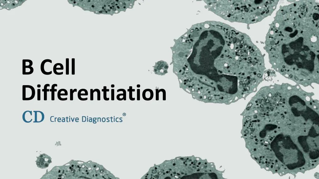 b cell differentiation