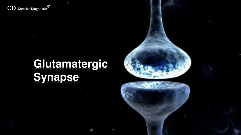 glutamatergic synapse
