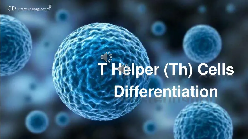 t helper th cells differentiation