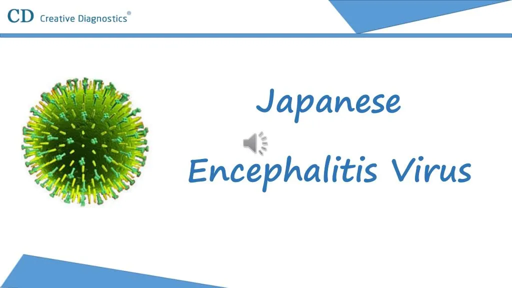 japanese encephalitis virus