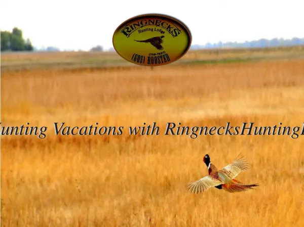 Excellent Pheasant Hunting Vacations with RingnecksHuntingLodge at South Dakota