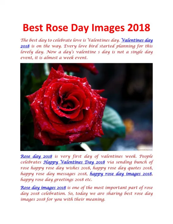 Best Rose Day Images 2018