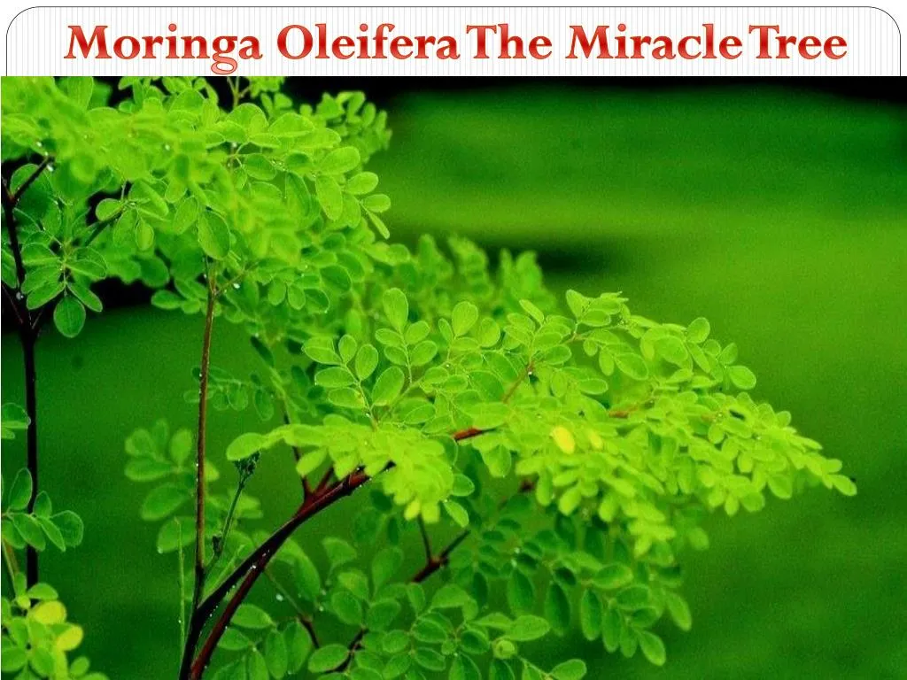 moringa oleifera the miracl e tree