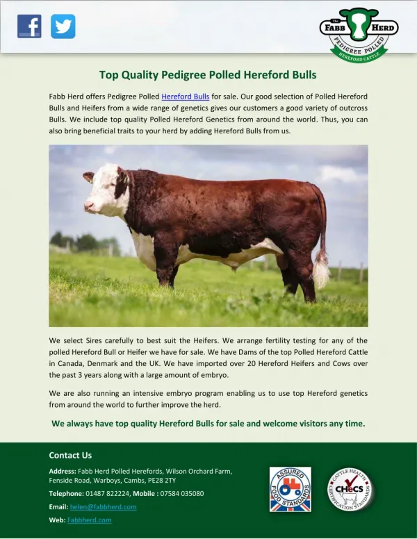 Top Quality Pedigree Polled Hereford Bulls