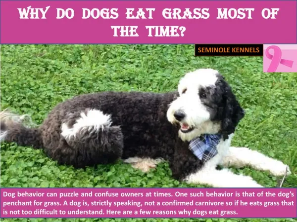 Why Do Dogs Eat Grass Most of the Time