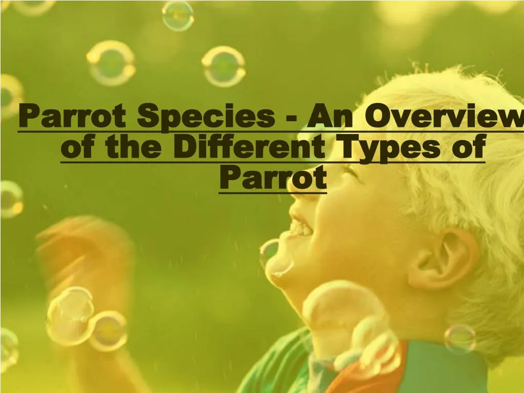 parrot species an overview of the different types of parrot