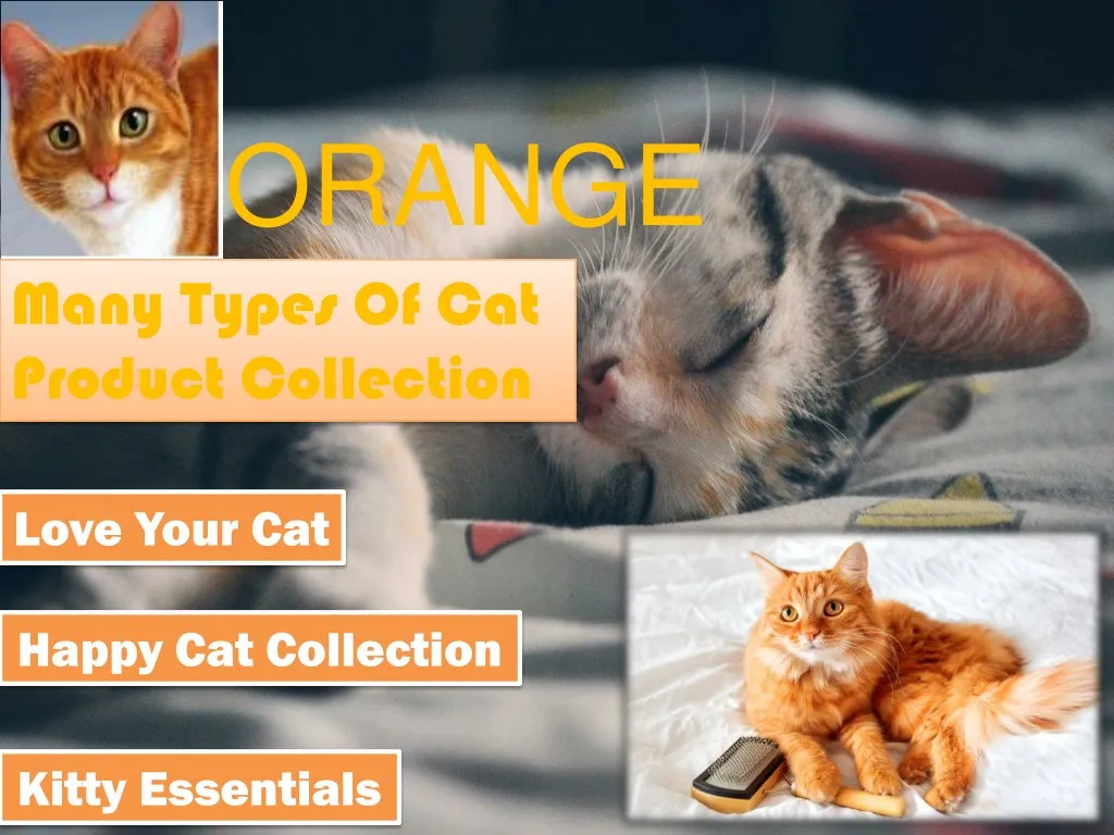orange cat product collection