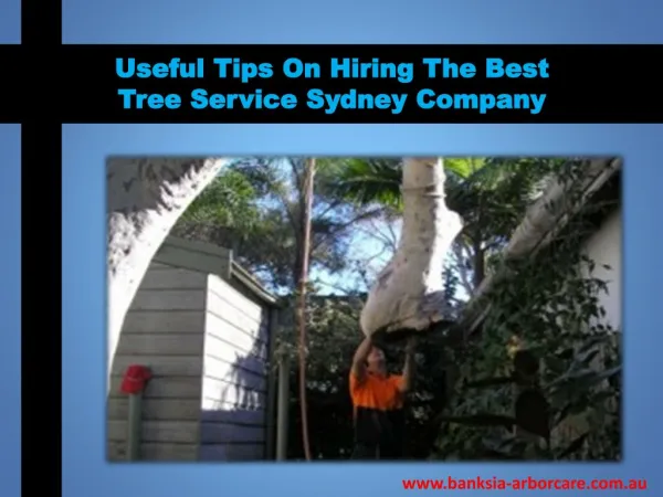 Useful Tips On Hiring The Best Tree Service Sydney Company