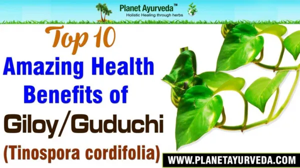 Top 10 Amazing Health Benefits of Giloy / Guduchi (Tinospora cordifolia)