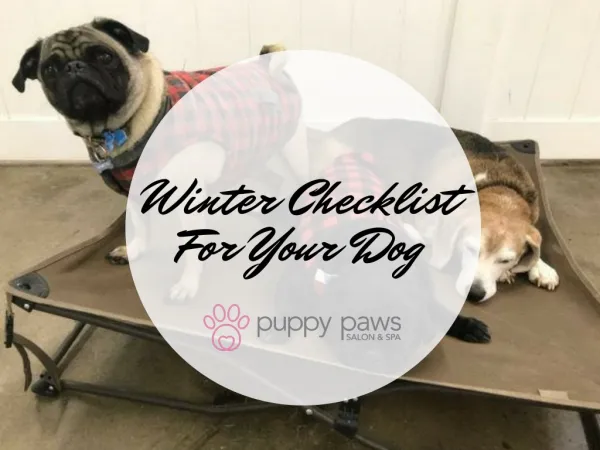 Winter Checklist For Your Dog
