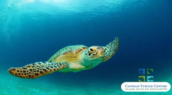 Explore the Amazing Wildlife of Cayman with Cayman Turtle Centre Tour