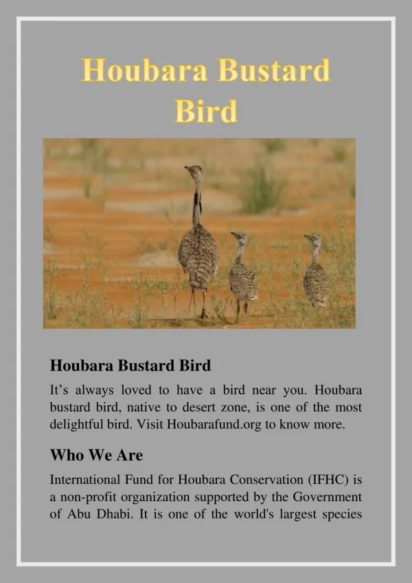 Houbara Bustard Bird