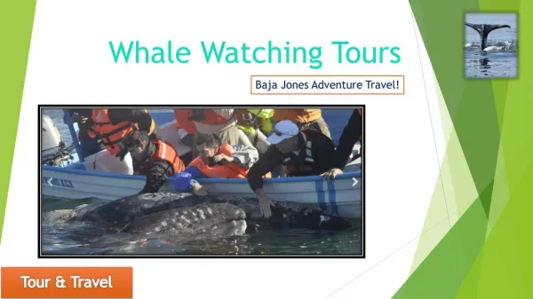 The Best Whale Watching Camp Safari in Baja