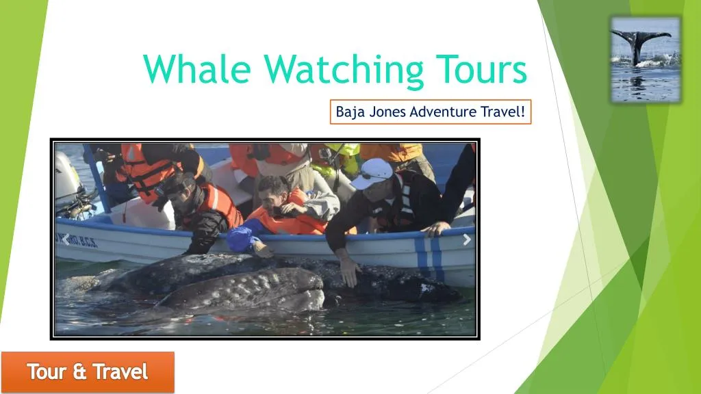 whale watching tours