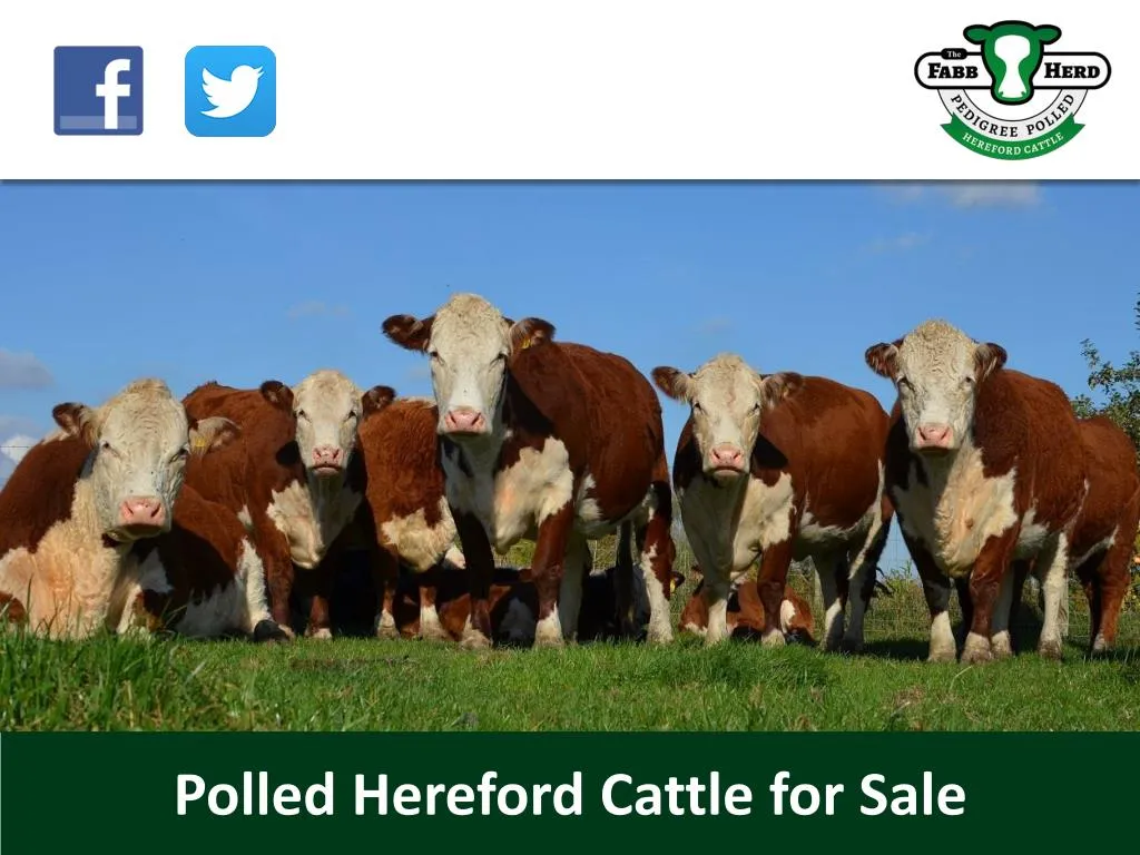 polled hereford cattle for sale