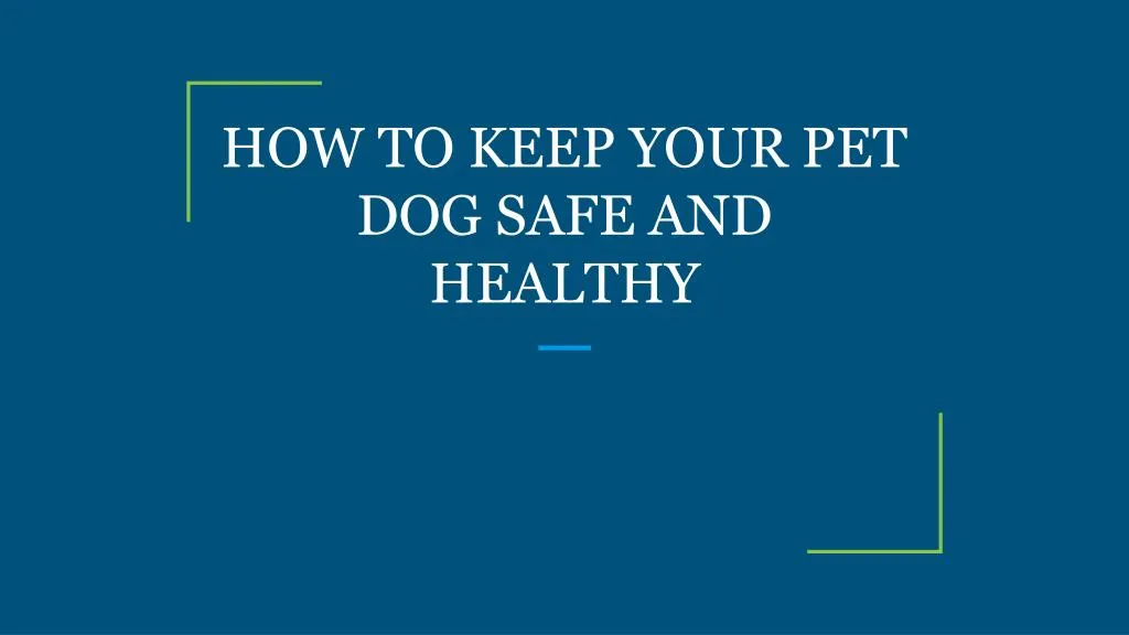 how to keep your pet dog safe and healthy