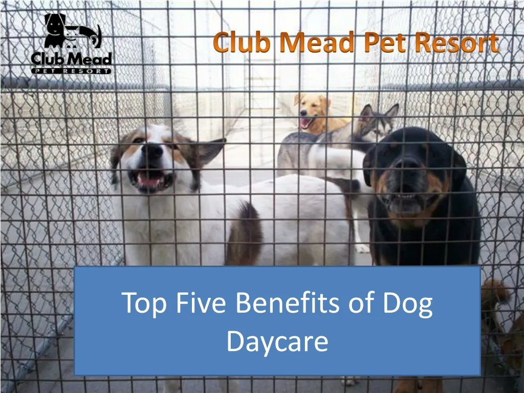 top five benefits of dog daycare
