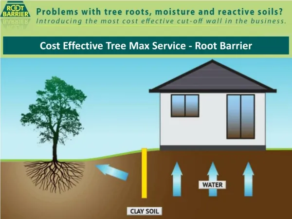 Cost Effective Tree Max Service - Root Barrier