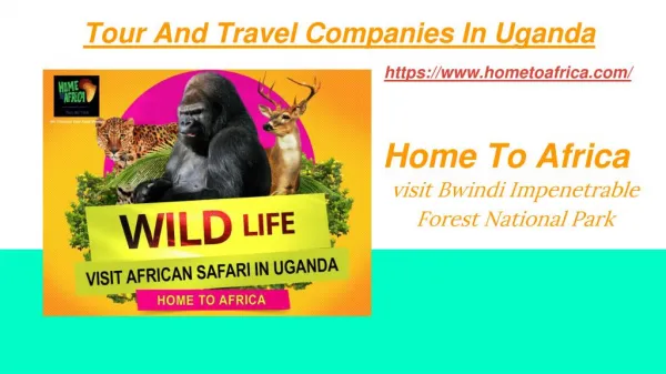 Adventurer Uganda Gorillas
