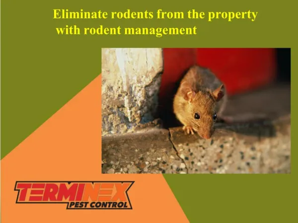 Eliminate rodents from the property with rodent management
