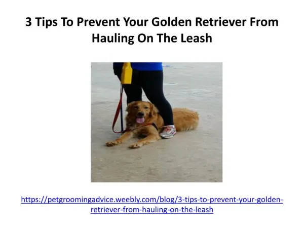 3 tips to prevent your golden retriever from hauling on the leash