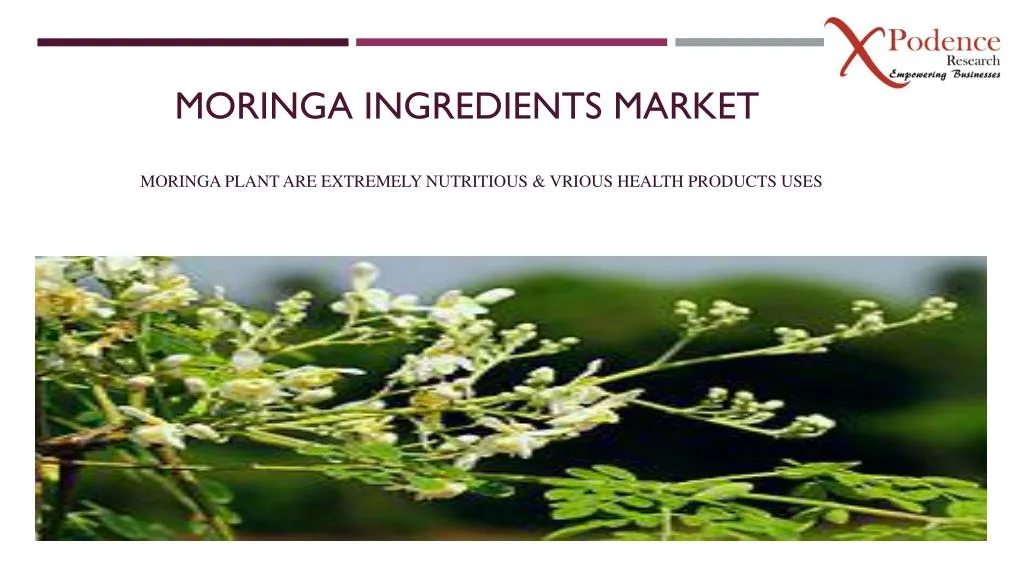 moringa ingredients market