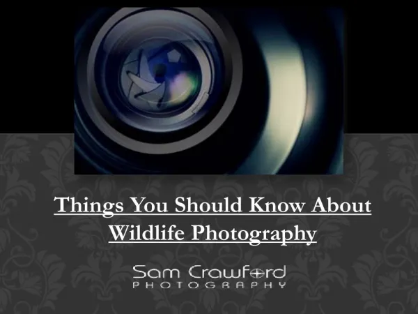 Things You Should Know About Wildlife Photography